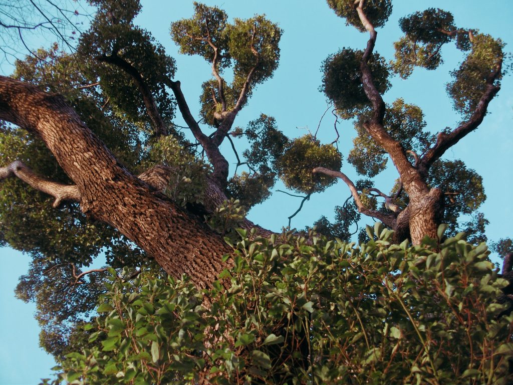 camphor tree