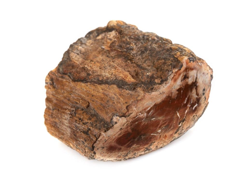 Petrified Wood