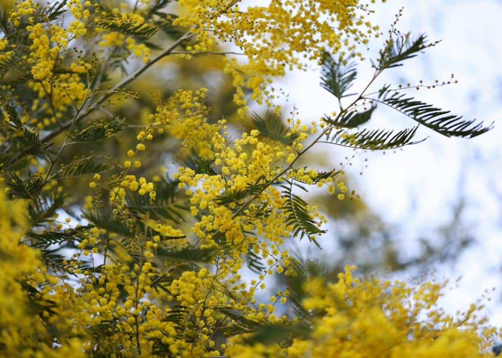 acacia