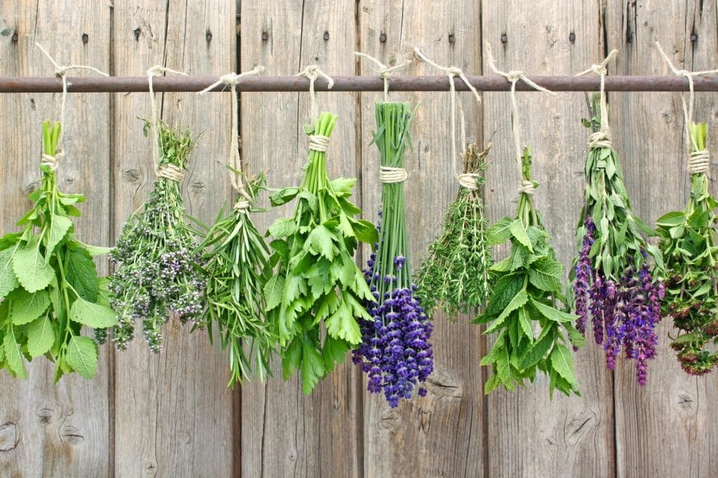 healing herbs