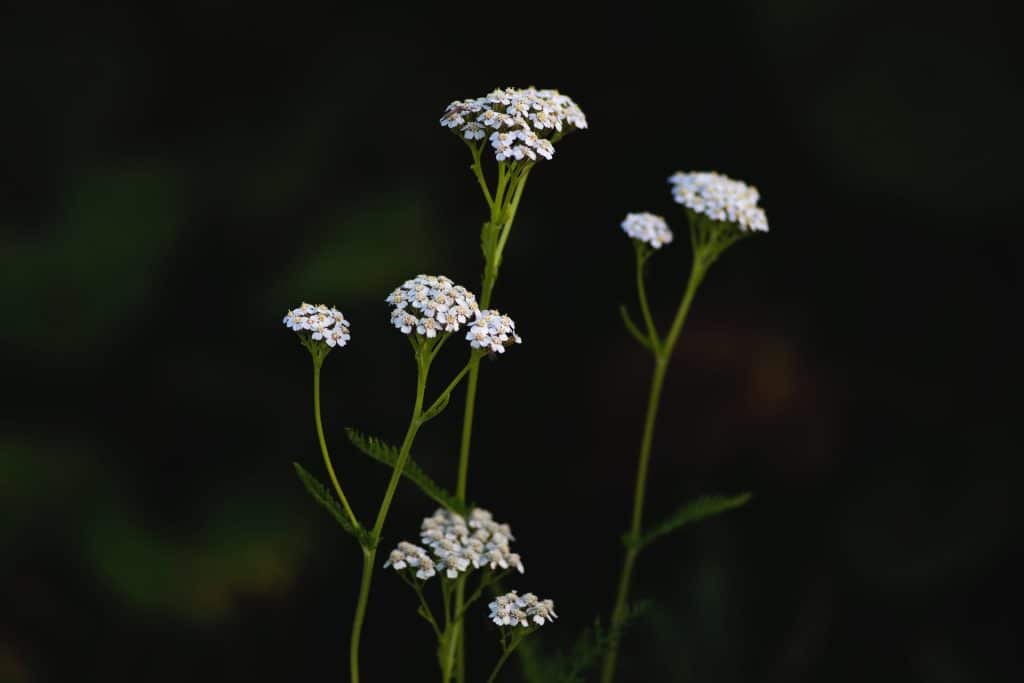 herbs to enhance divination