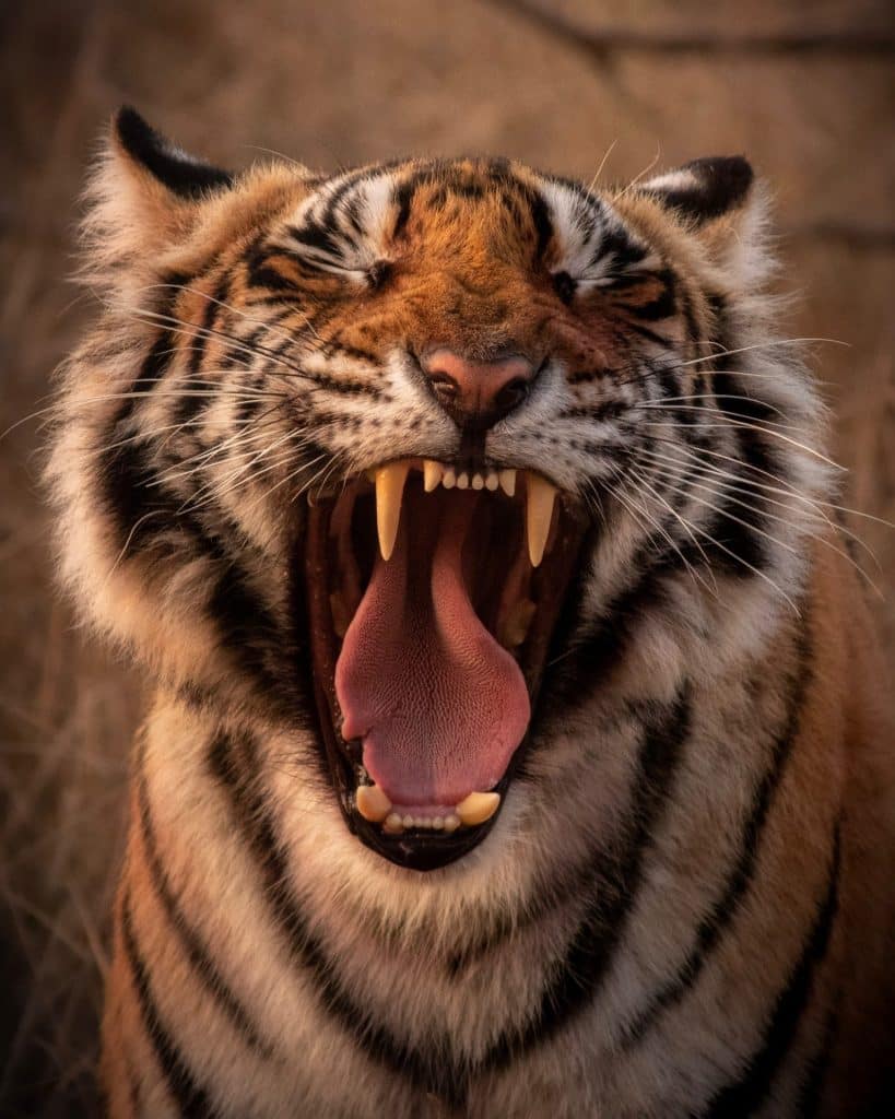 big roaring tiger for tiger's eye chakra