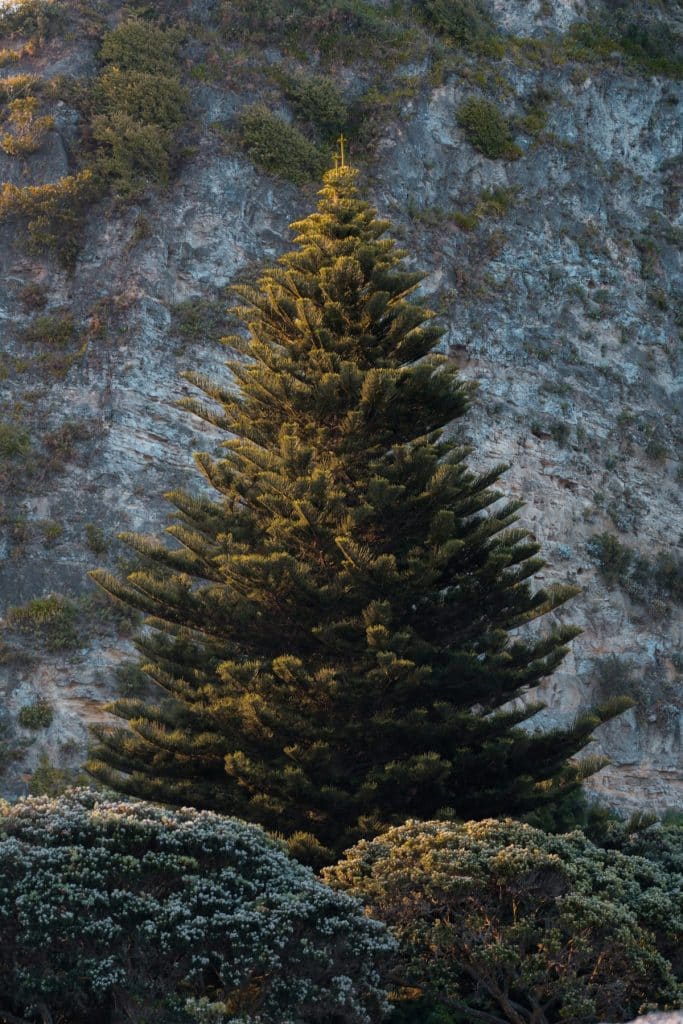 yule tree or Christmas tree