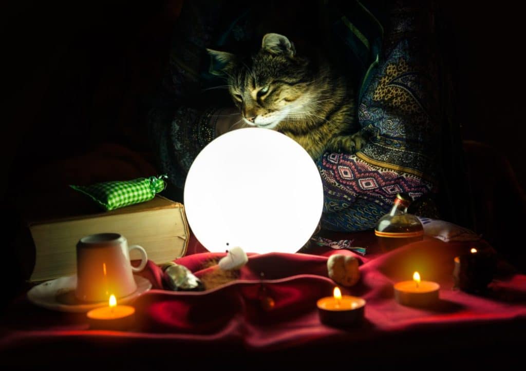 Are Cats Psychic?