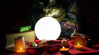 Are Cats Psychic?