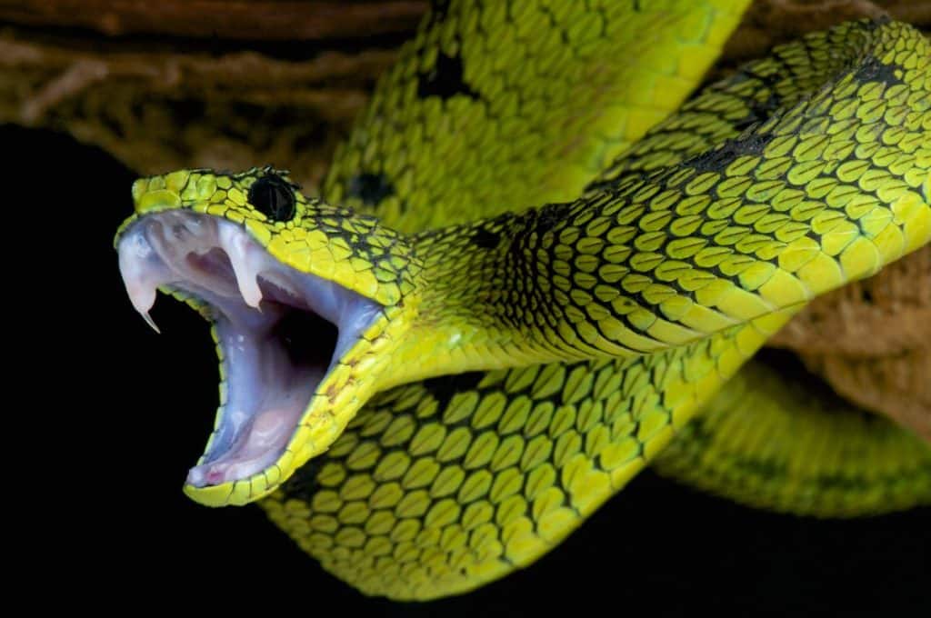 snake biting you