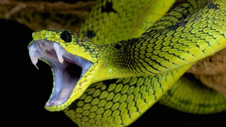 What Does It Mean When You Dream About a Snake?