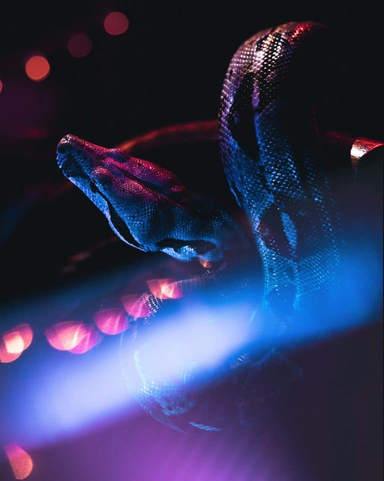 What Does It Mean When You Dream About a Snake?