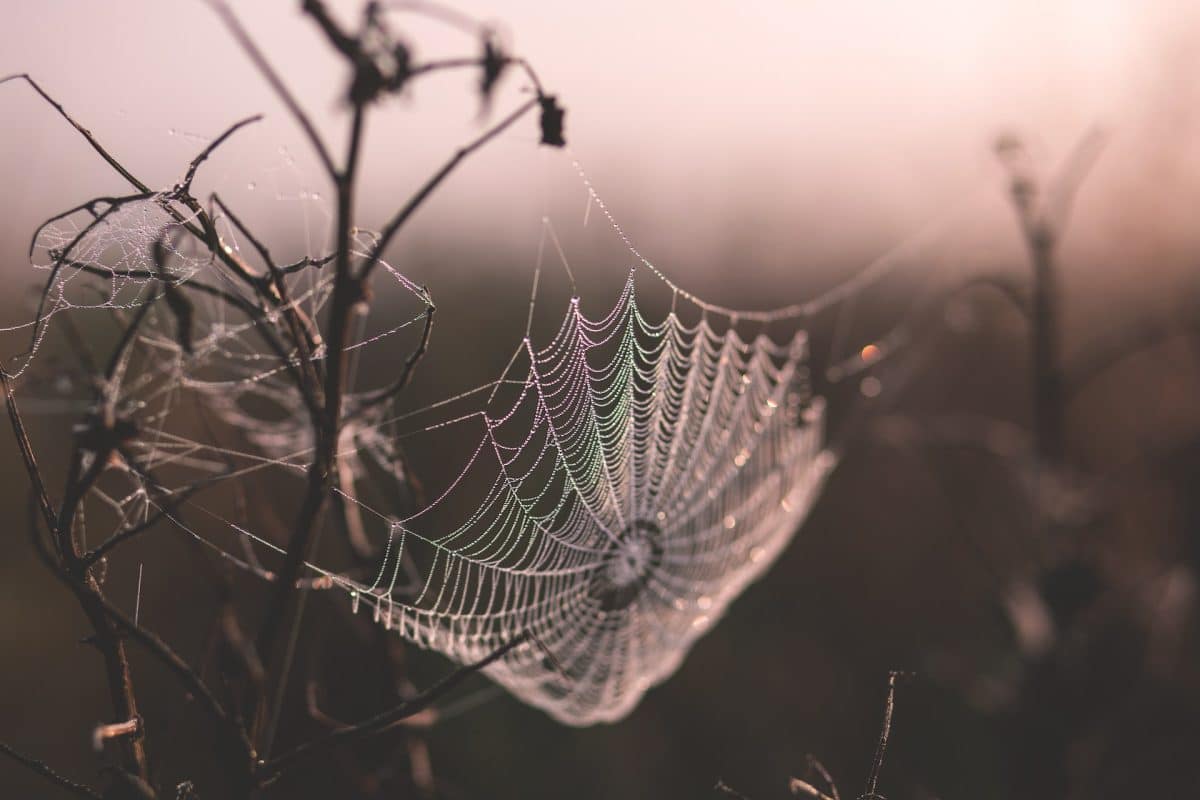 Dreaming About Spiders: Possible Interpretations