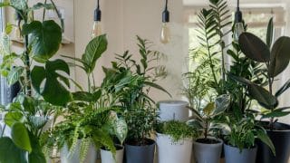 house plants for spiritual protection