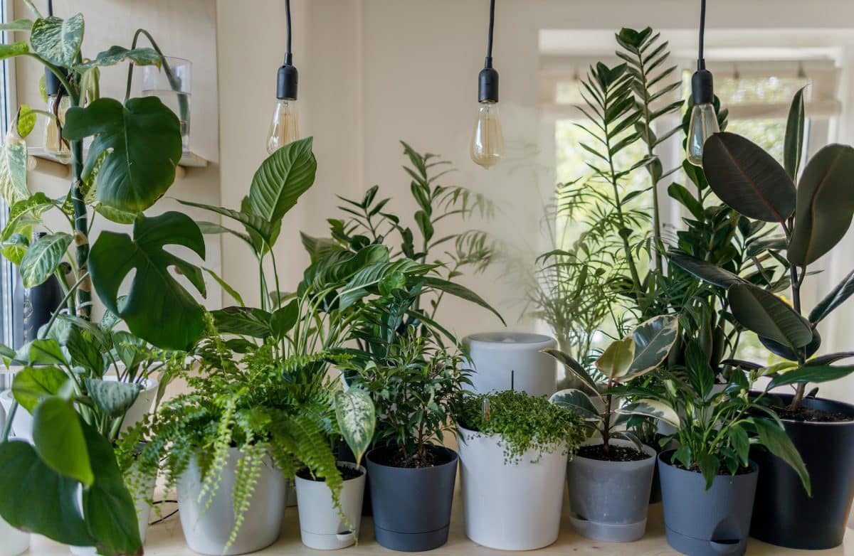 🏡 Boost Your Home’s Energy with These 10 Spiritual Protection House Plants 🌴