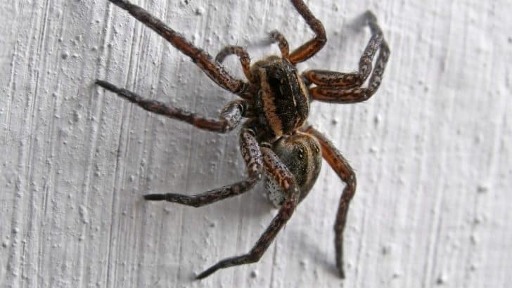 The Fascinating Spiritual Meaning of Spiders