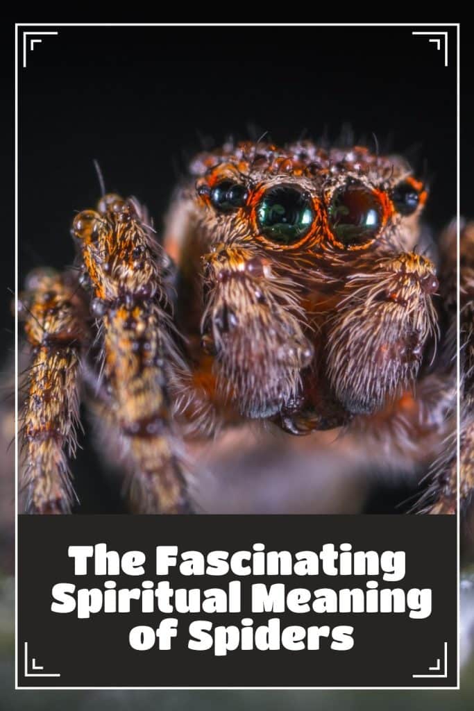 The Fascinating Spiritual Meaning of Spiders