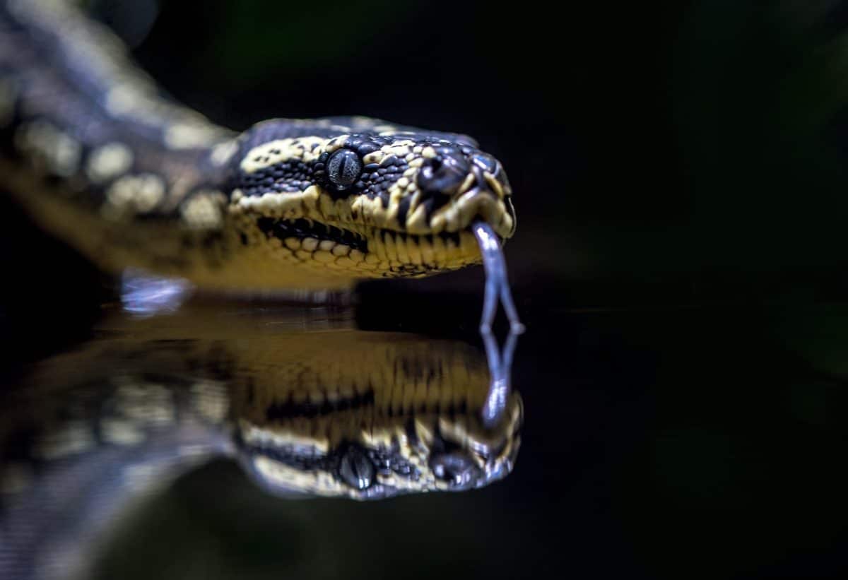 What Does It Mean When You Dream About a Snake?