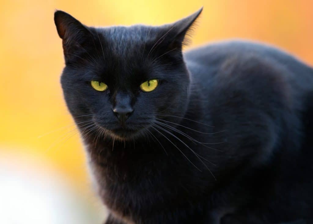 are black cats evil