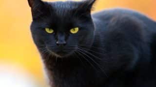 are black cats evil