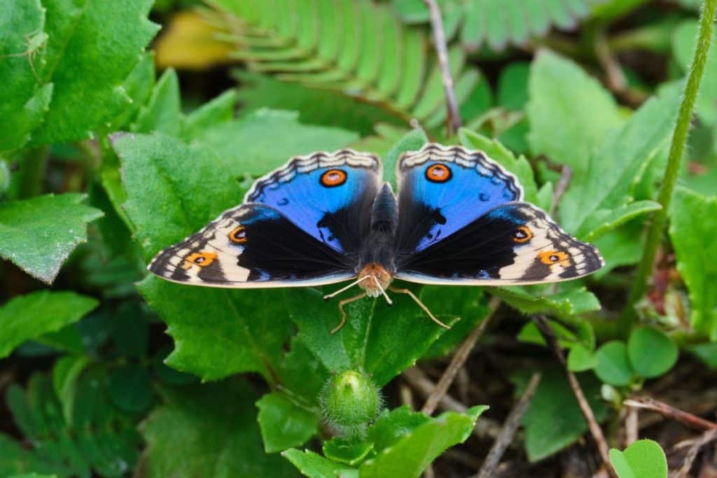 butterfly dream meaning