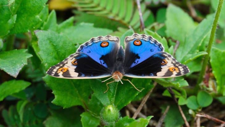 Butterfly Dreams: Unveiling Hidden Meanings & Warning Signs