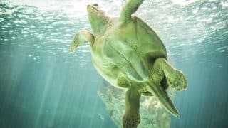 dream meaning of sea trutles
