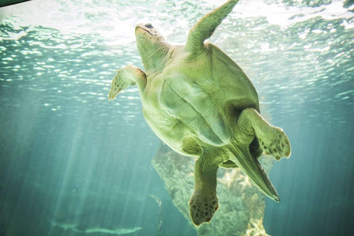 The Meaning of Sea Turtle Dreams: Uncovering the Wisdom of the Ocean