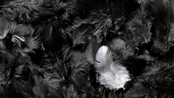 Feathers in Dreams and Life: Decoding their Meaning