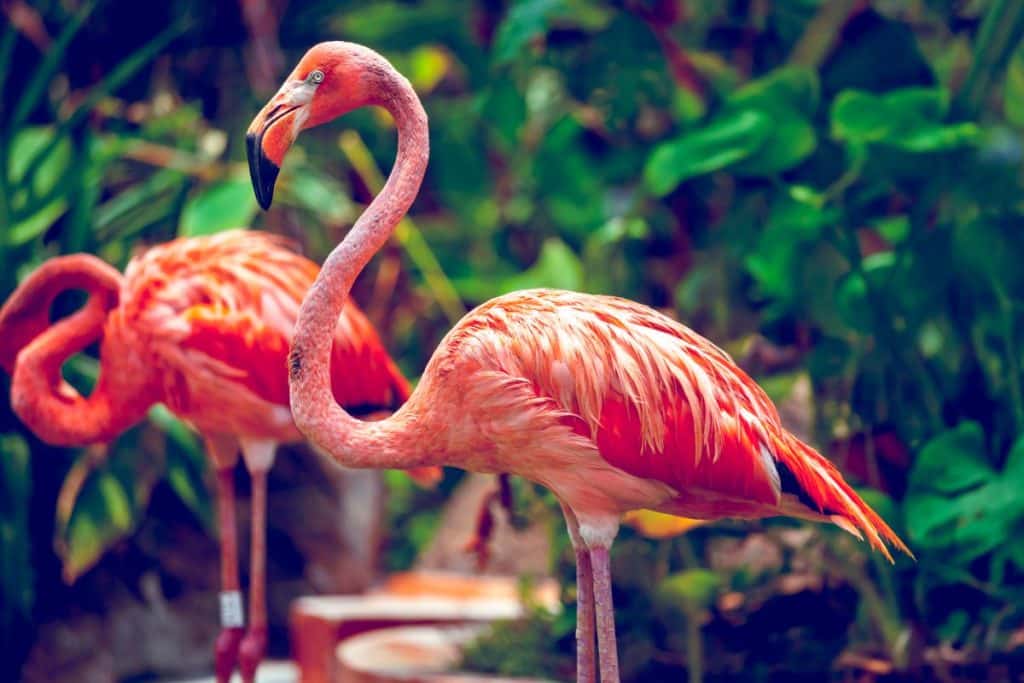 flamingo dream meaning
