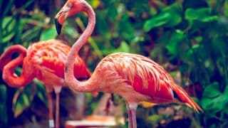 flamingo dream meaning