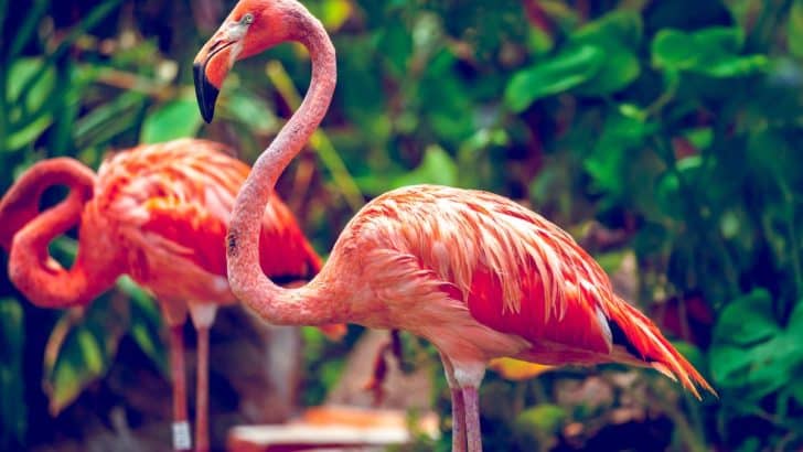 The Meaning of Flamingo Dreams: Balancing Beauty and Strength