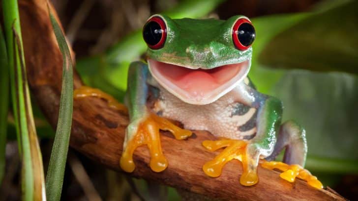 The Meaning of Frog Dreams: Exploring the Transformative Power of the Subconscious