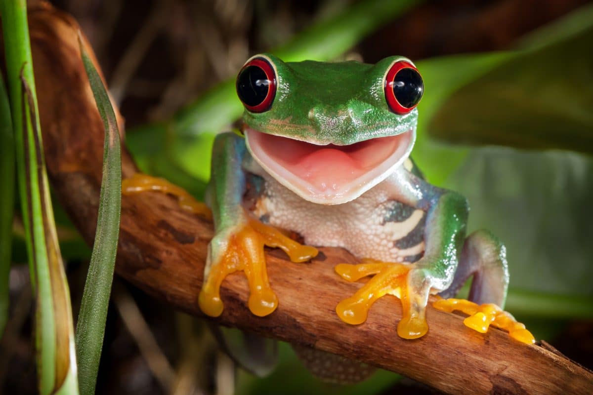 The Meaning of Frog Dreams: Exploring the Transformative Power of the Subconscious