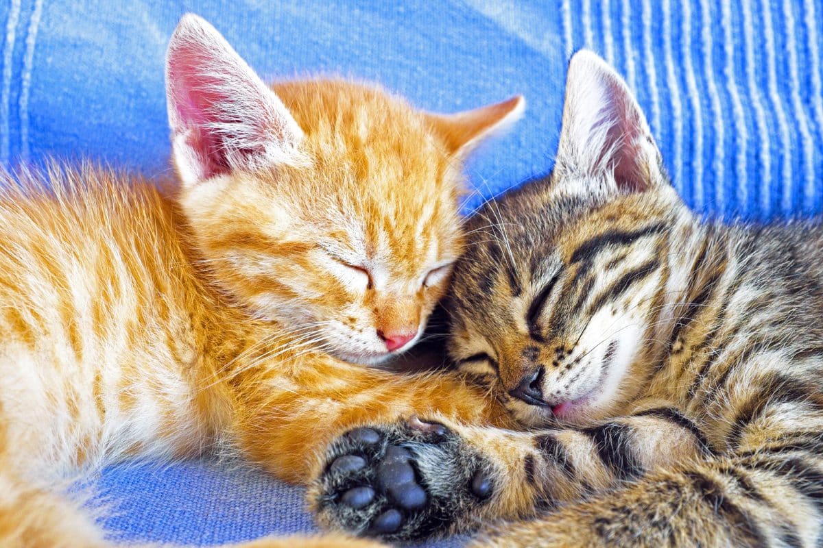 The Meaning of Kitten Dreams: Exploring the Power of Curiosity and Play