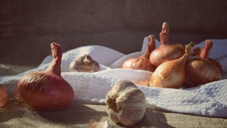 Onion Magic: The Surprising Power of this Common Kitchen Herb in Herbal Witchcraft
