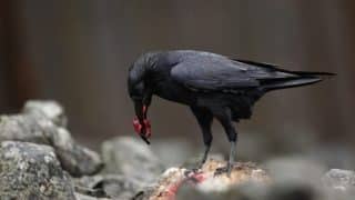 ravens and witchcraft