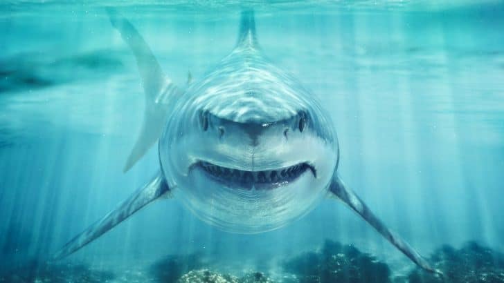 The Meaning of Shark Dreams: A Deep Dive into the Subconscious