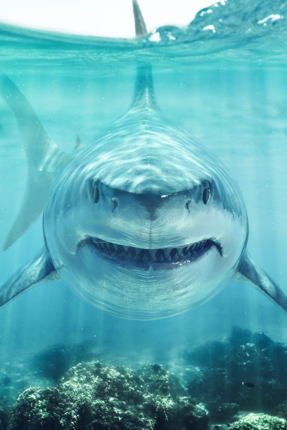 The Meaning of Shark Dreams: A Deep Dive into the Subconscious