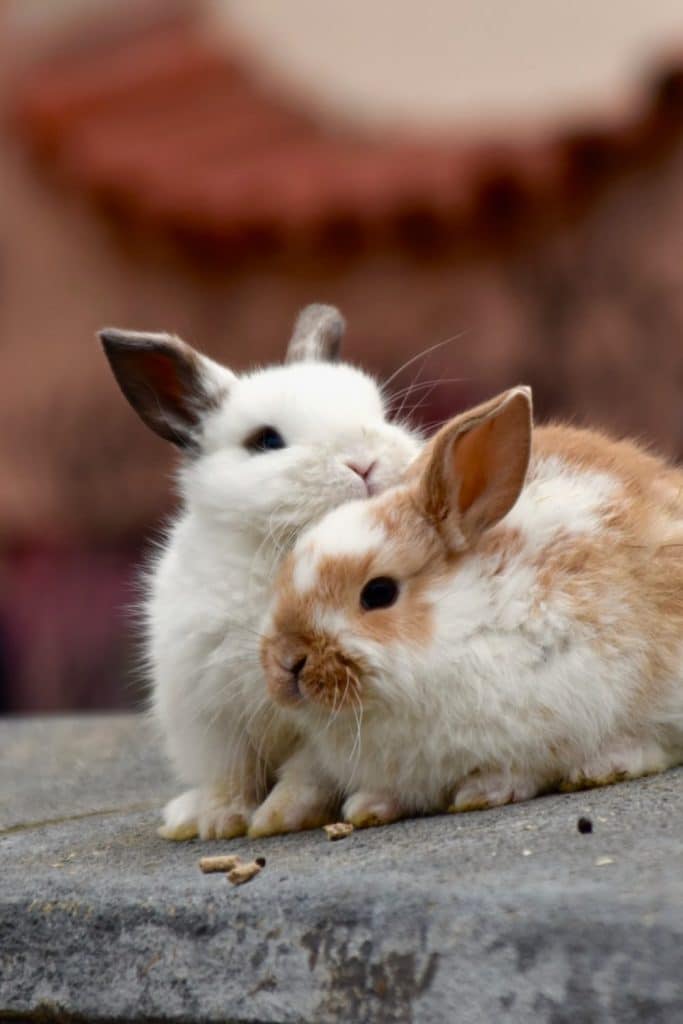 Why people say rabbit rabbit on the first of the month