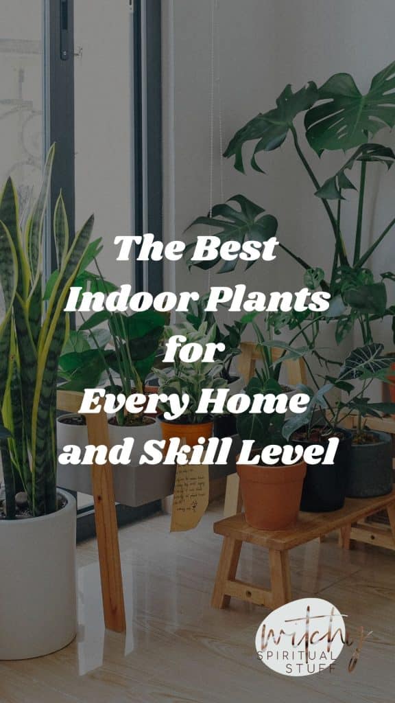 The Best Indoor Plants for Every Home and Skill Level