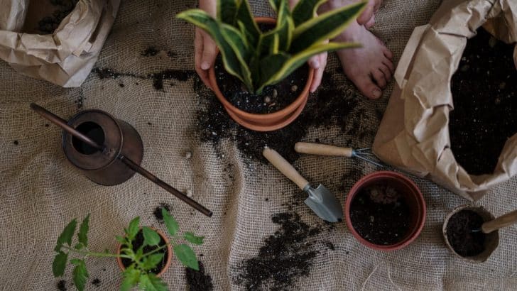 10 Tips to Start an Herb Garden