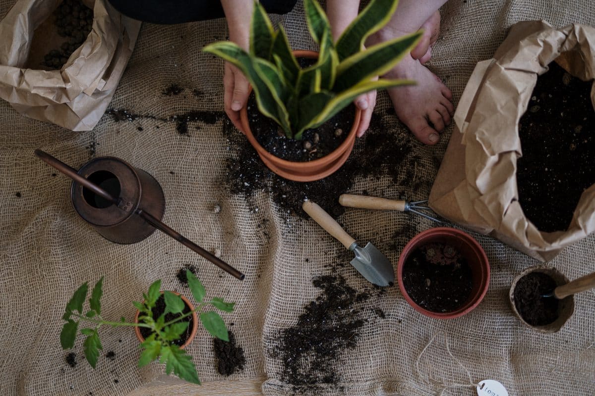 10 Tips to Start an Herb Garden