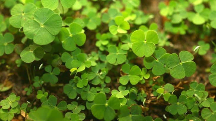 The Enigmatic Magic of the Four-Leaf Clover: More Than Just Luck