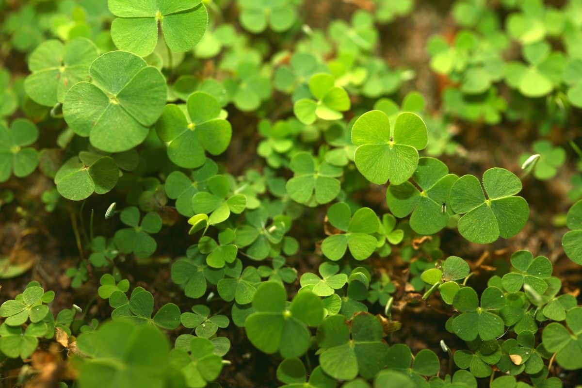 What Is Four Leaf Clover Spiritual Meaning and Benefits?