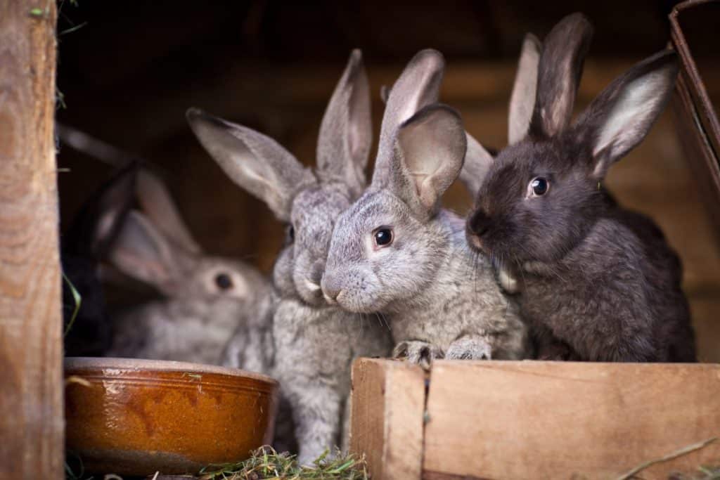 rabbits foot baby bunnies