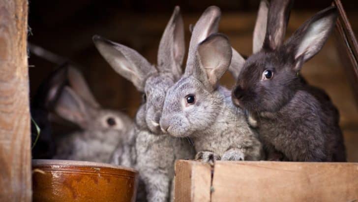 The Curious Origins of the Rabbit’s Foot: Good Luck Charms and Witchcraft