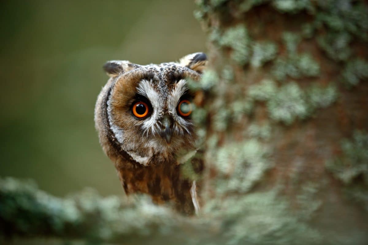 The Superstitions Surrounding Owls: Witchcraft, Wisdom, and Omens