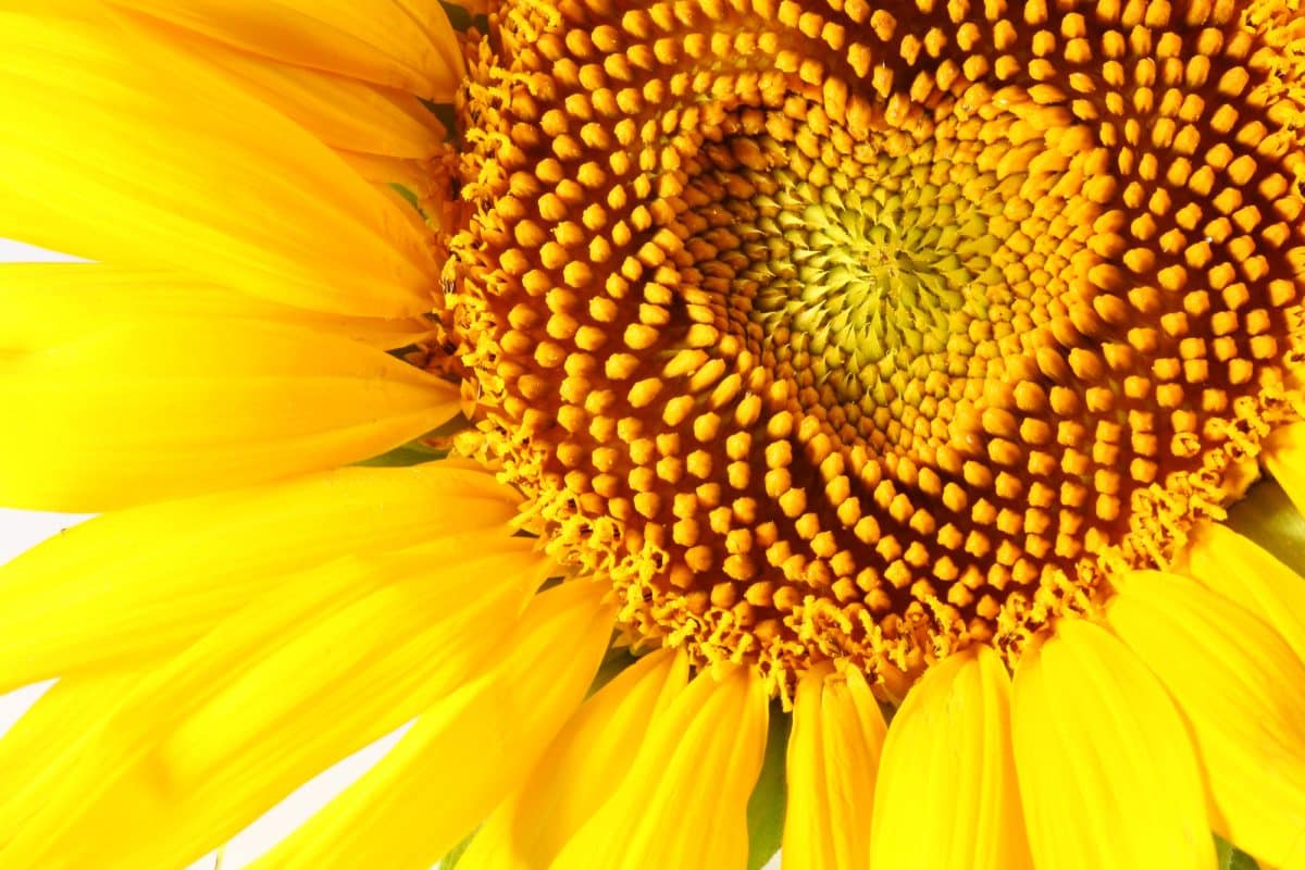 The Spiritual Awakening of Sunflowers: Unraveling Their Divine Symbolism