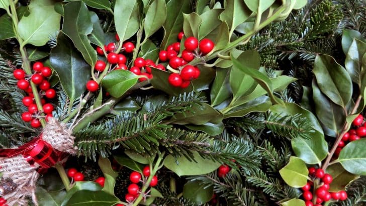 Mistletoe: The Magical Plant of Love and Luck