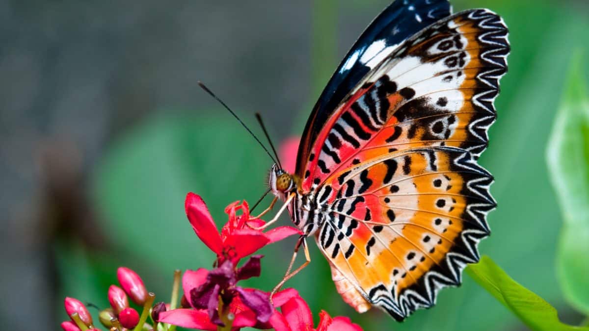 The Graceful Butterfly: A Heavenly Sign from Departed Loved Ones