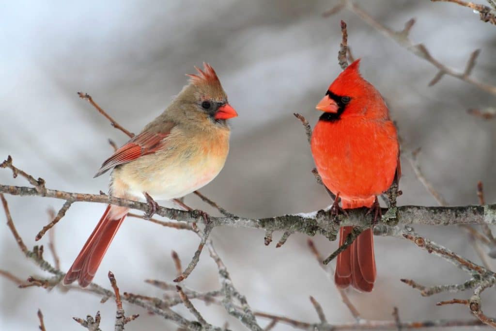 cardinal friends