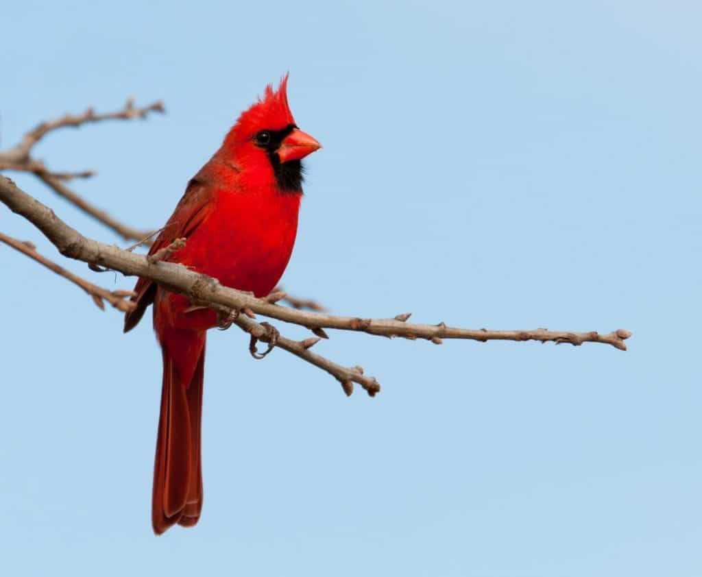 cardinals and lost loved ones