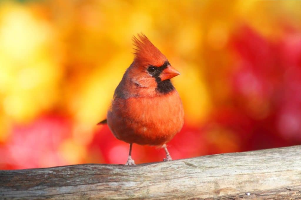 cardinals and spirituality